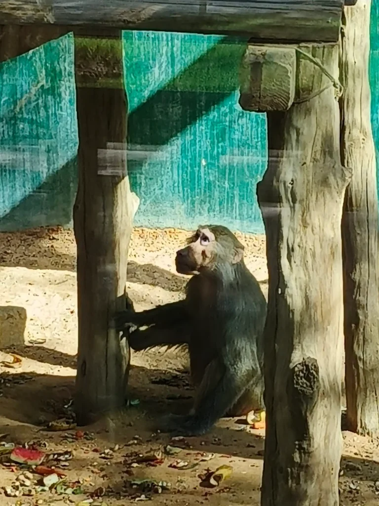 Hamadryas baboon sitting under wooden shade structure inside enclosure at Riyadh Zoo with fruit remnants on sandy floor