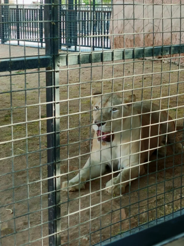 African male lion with dark mane resting with back turned inside cage at Riyadh Zoo during afternoon heat in July