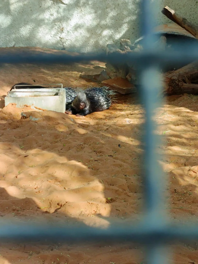Crested porcupine resting in sandy enclosure at Riyadh Zoo Swamp zone with quills flat during peak afternoon heat